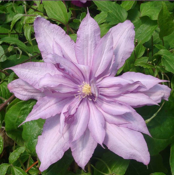 Clematis 'Mrs. Spencer Castle'